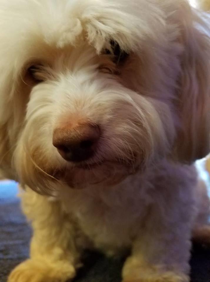 Fozzy - Lesli Torres.jpg